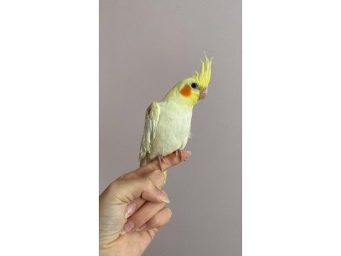 El besleme lutino sultan papağanı