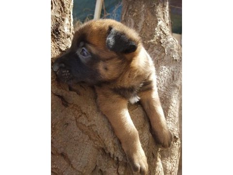 Belçika malinois yavrularımız ırk garantilidir