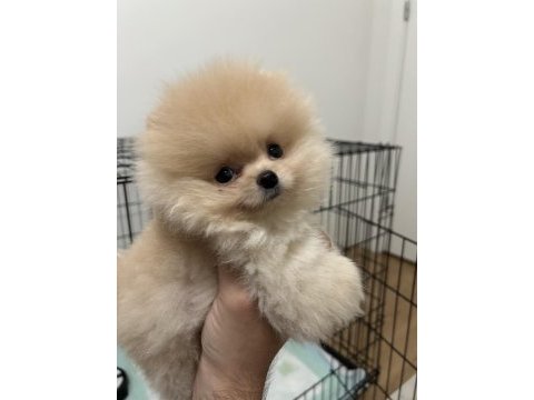 Teacup pomeranian dişi 3 aylık çipli