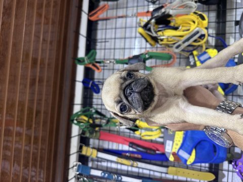 Buruşuk surat pug köpeğimiz rıfkı
