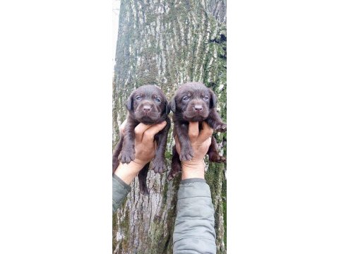 Labrador yavru köpeklerim