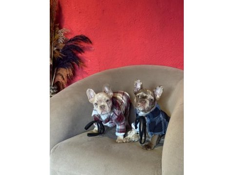 Mükemmel anatomi ve renkler french bulldog