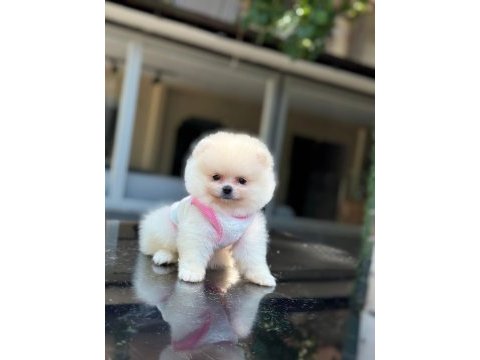 Sağlık ve ırk garantili pomeranian