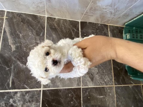 Orjinal bichon frise yavrular