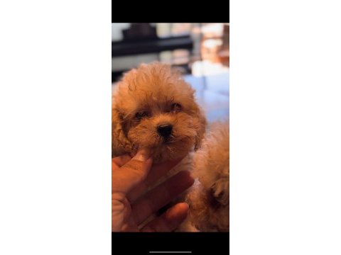 Toy poodle dişi