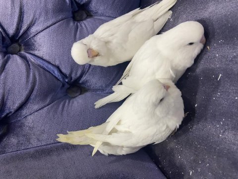 Beyaz jumbo ve renk muhabbet kuşu yavrular
