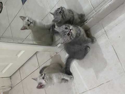Erkek british ve american shorthair yavrular