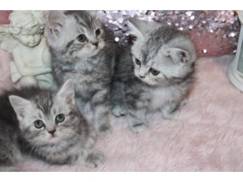 British shorthair 55 günlük