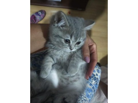 Yavrularımıza yuva arıyoruz scottish fold