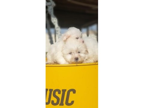 Kar beyaz terrier yavrular