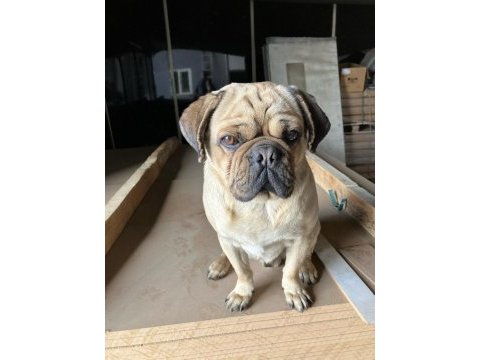 1,5 yaşında pug erkek