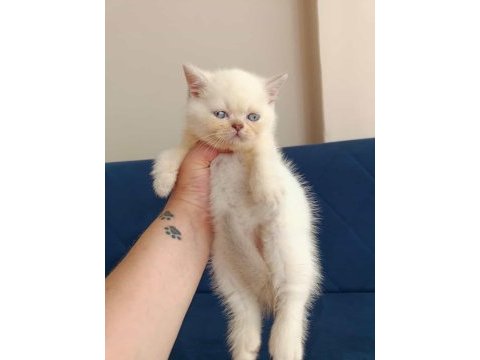 Kaliteli british shorthair kediler