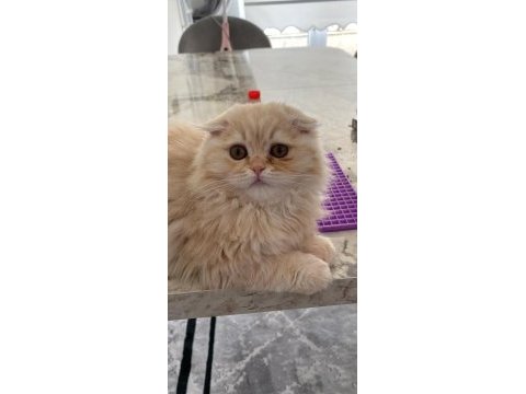 Sakin iyi huylu aşıları tam 3 aylık yavru british longhair