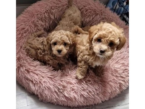 Sizi kendine aşık edecek bir maltipoo arkadaş arıyorsunuz