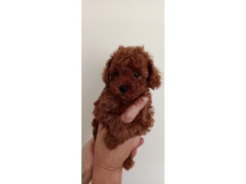 Poodle akademi