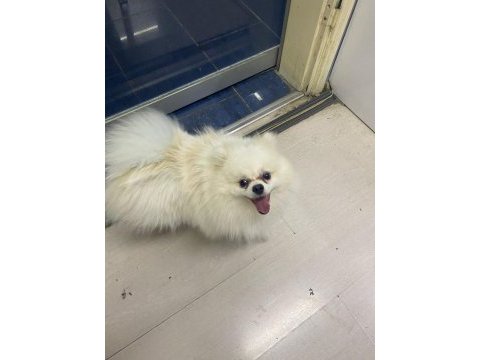 10 aylık erkek pomeranian boo yeni sahibini arıyor