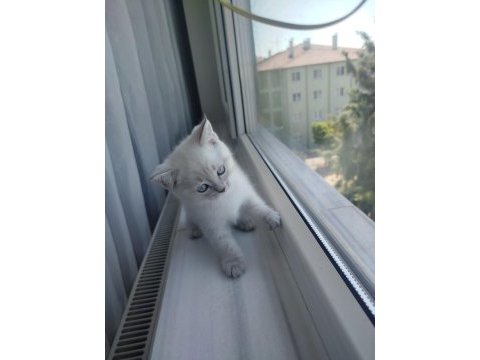 British shorthair yavru (dişi)