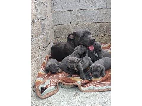 Cane corso 6 erkek ve 4 dişi
