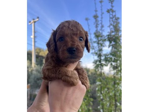 Dark/red brown toy poodle yavrular