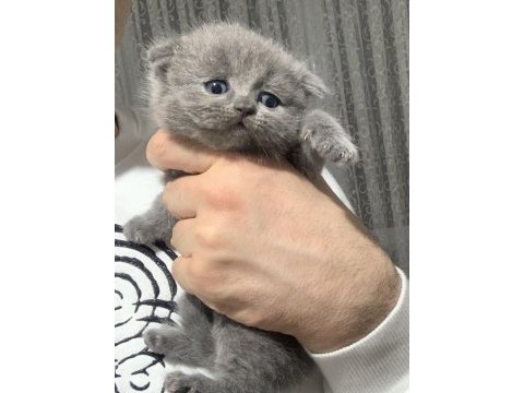 Evden safkan harika scottish fold yavrular