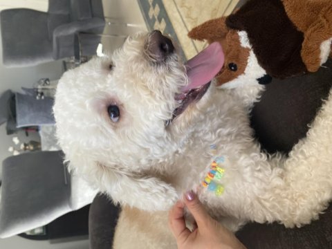 15 kg erkek kısır poodle büyük ork