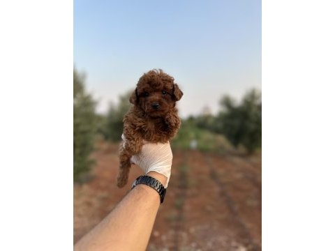 Sağlık ve ırk garantili toy poodle yavrularımız 