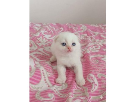 İrk ve sağlık garantili kediler