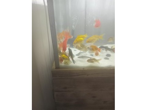Toplu alımda indirim yaparım oranda koi teleskop