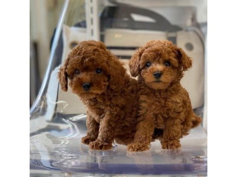 % 100 orjinal toy poodle yavruları