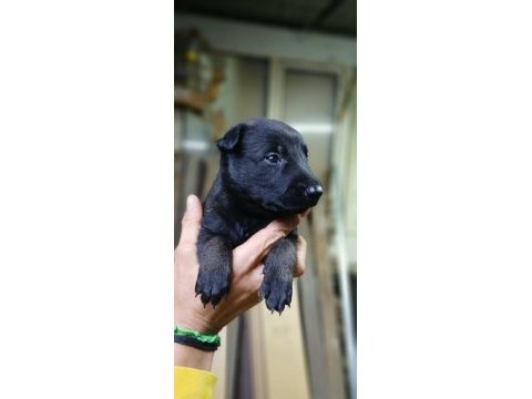 Rezerveye acık safkan belçika malinois yavrular