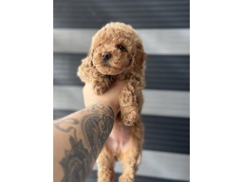 Kore kan red poodle