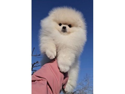 Pomeranian boo yavrularımız