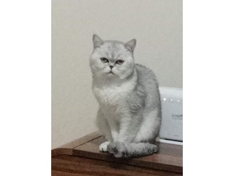 Canım british shorthair oğluma gelin arıyorum