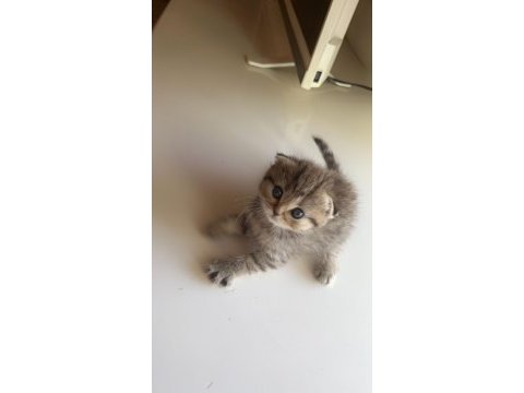 Hirakaramel british shorthair