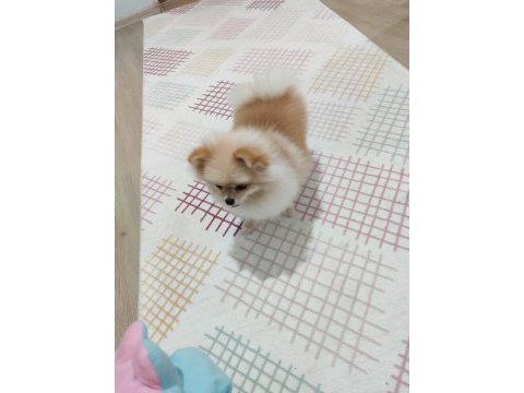 Pomeranian boo mini boy