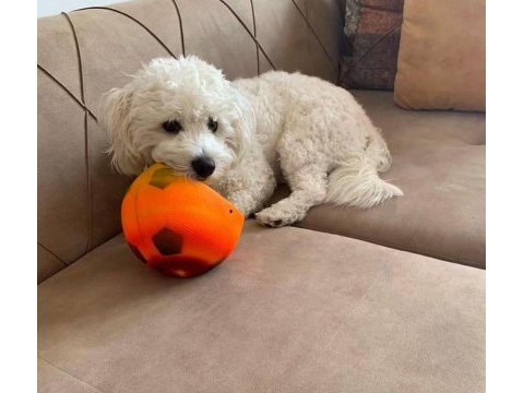 Sempatik maltipoo yavrular