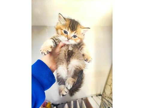 Scottish fold longhair kırık kulak