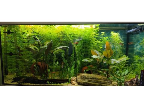 Kurulu akvaryum herşey dahil