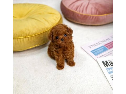 Mini boy xs ırk ve sağlık garantili kore poodle bebekler