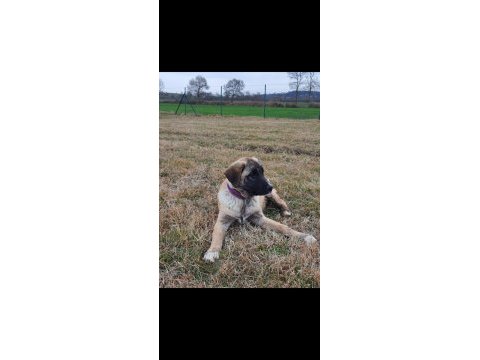 4.5 aylık bir çift kangal