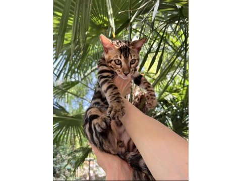 Show class erkek bengal 