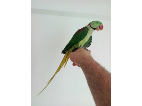 Erkek halkalı alexander iskender papağanı