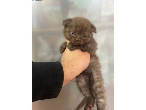 Dişi scottish fold