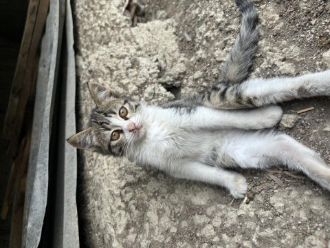 Kediye acil yuva ücretsiz