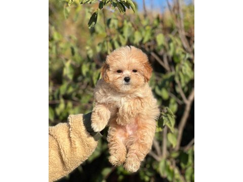 Muhteşem güzellikte maltipoo bebeklerimiz ciftliğimizden
