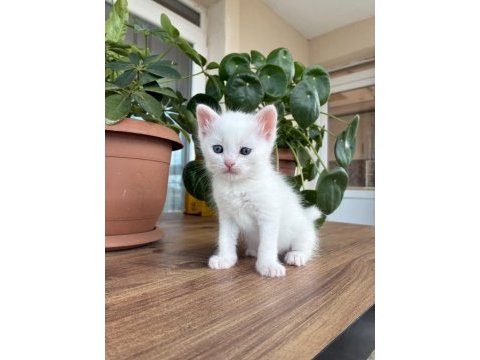 10 kediye yuva arıyoruz