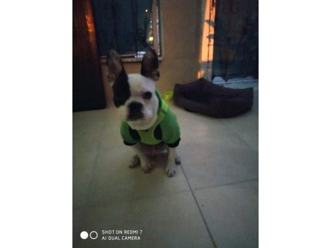 French bulldog köpeğimze sevgi dolu bir aile arıyoruz