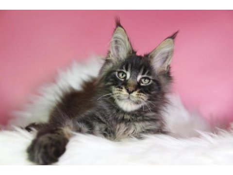 Üst kaliteli maine coon erkek orman rengi