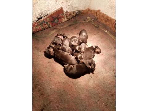 Rottweiler köpeği sahiplendirme