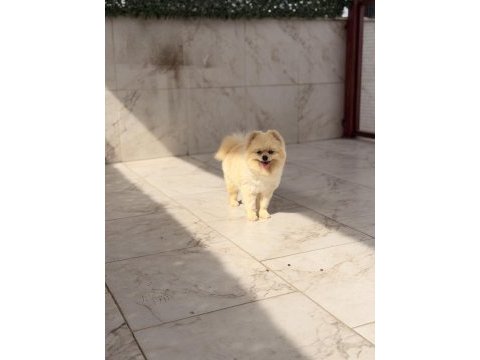 Ayı surat yetişkin pomeranian boo